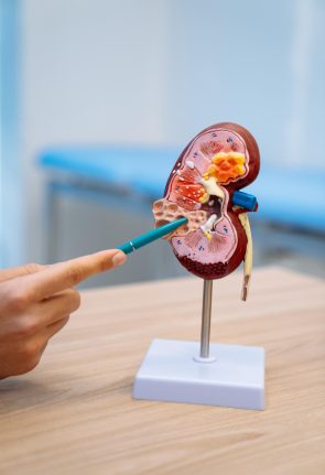 plastic-bladder-doctor-s-office-visual-material-kidney-urologist-blurred-background